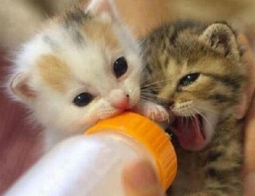 娱乐吃瓜酱猫猫护孩子,酱猫猫护孩子，揭秘明星育儿日常