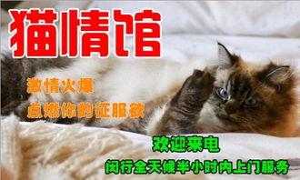 下猫视频在线观看,在线观看萌态百出的猫视频