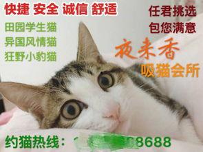 下猫视频在线观看,在线观看萌态百出的猫视频