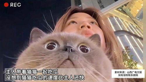 娱乐吃瓜猫作品原声,原声音乐背后的故事与魅力