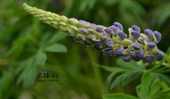 鲁冰花 在线观看,重温经典，感受家乡情怀