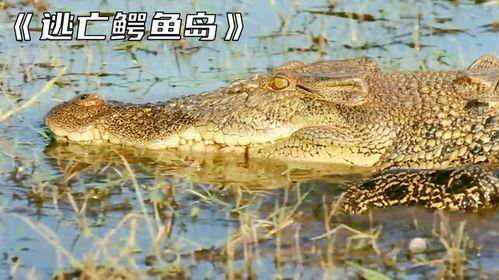 逃离鳄鱼岛在线观看,逃离鳄鱼岛生存挑战大揭秘