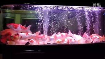 《鱼缸》在线观看,窥探深海中的生命奥秘