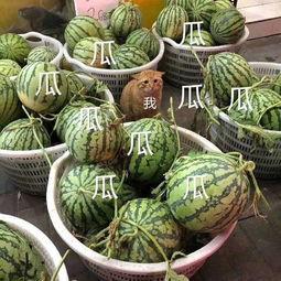 吃瓜娱乐的作品在哪看,都在这里！